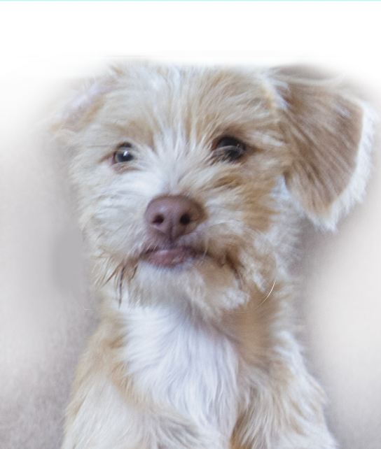Pet Cartoon Full Figure